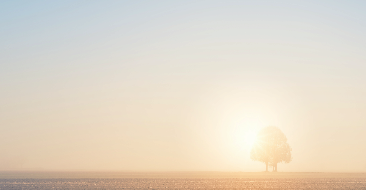 A vast open field at sunset and a tree standing tall A vast open field at sunset and a tree standing tall